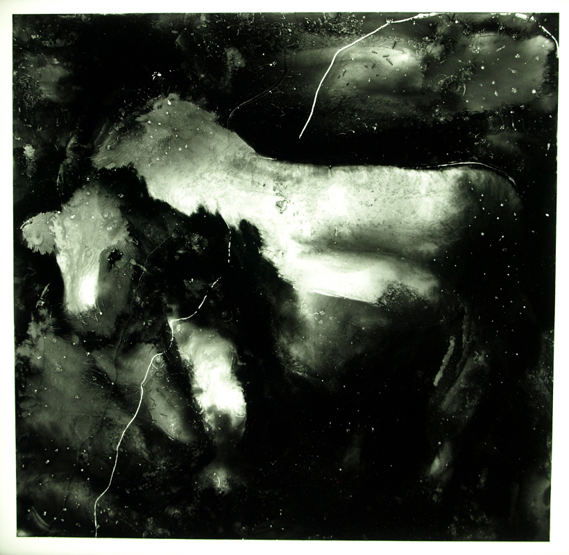 image of stained glass panel: Charolais cow